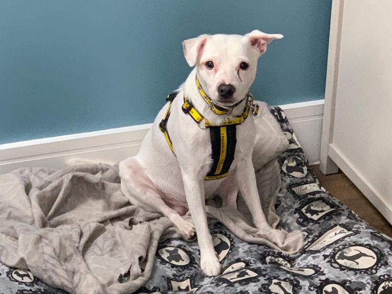 Rockie | Terrier (American Staffordshire) Cross | Basildon (Essex) - 2