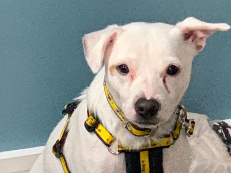 Rockie | Terrier (American Staffordshire) Cross | Basildon (Essex) - 3