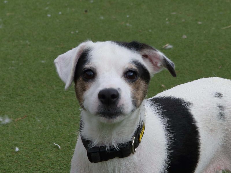 Tulip | Terrier (Jack Russell) Cross | Loughborough - 1