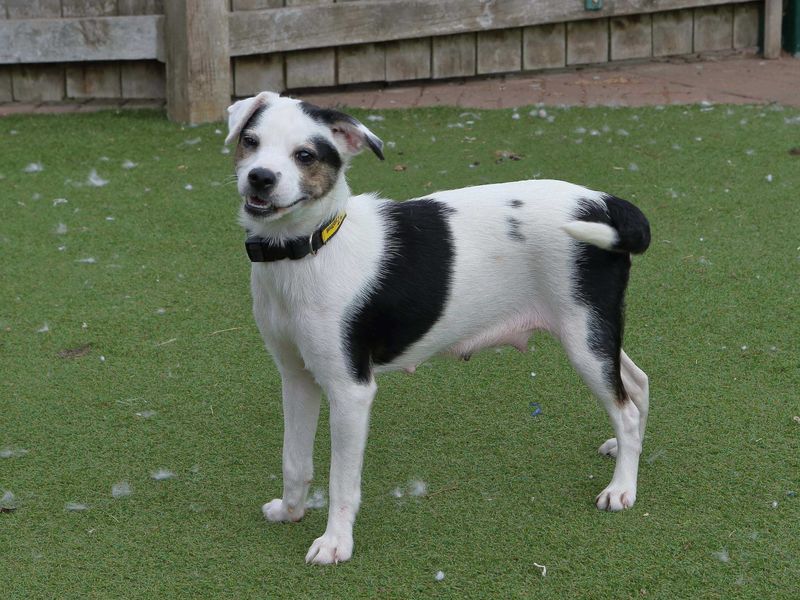 Tulip | Terrier (Jack Russell) Cross | Loughborough - 2