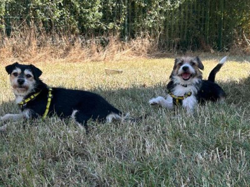 Jess | Terrier (Jack Russell) Cross | Loughborough - 6