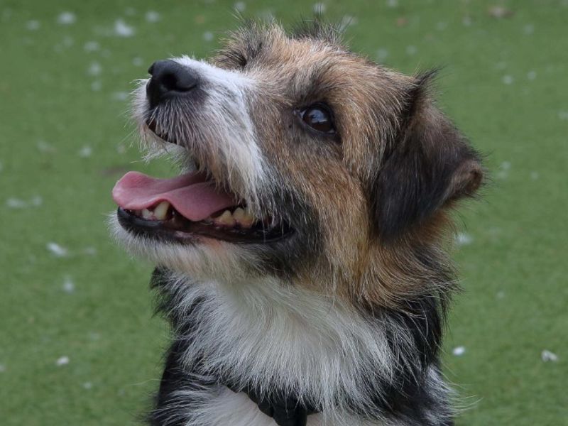 Jess | Terrier (Jack Russell) Cross | Loughborough - 3