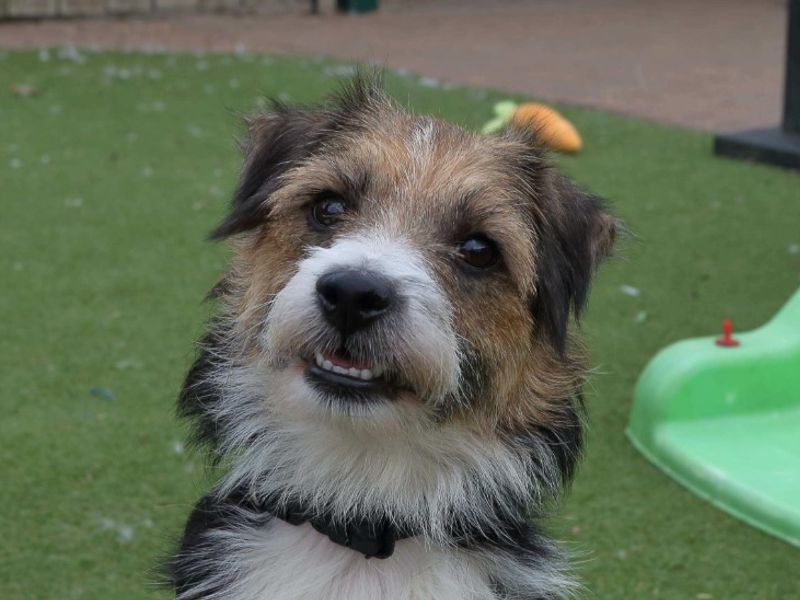 Jess | Terrier (Jack Russell) Cross | Loughborough - 1
