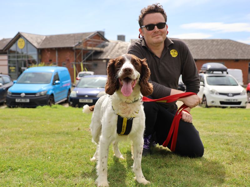 Pebbles | Spaniel (English Springer) | Leeds - 2