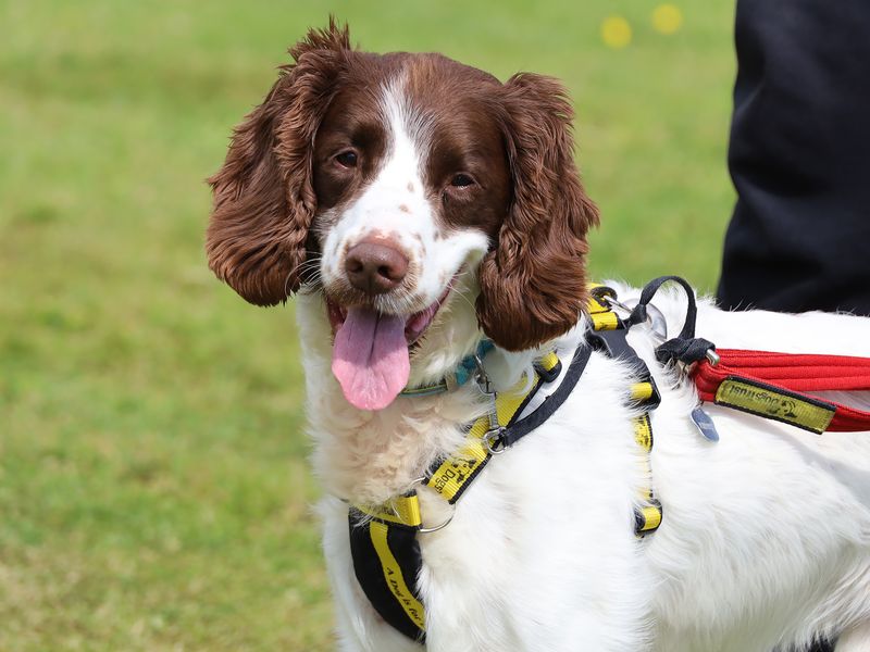 Pebbles | Spaniel (English Springer) | Leeds - 1