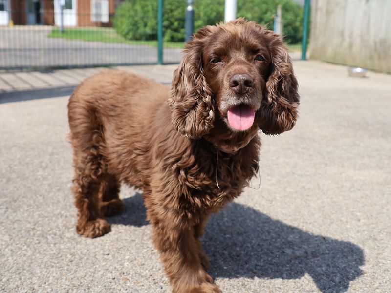 Honey | Spaniel (Cocker) | Leeds - 2
