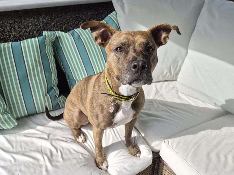 Saffy | Terrier (Staffordshire Bull) | West Calder (Edinburgh) - 1
