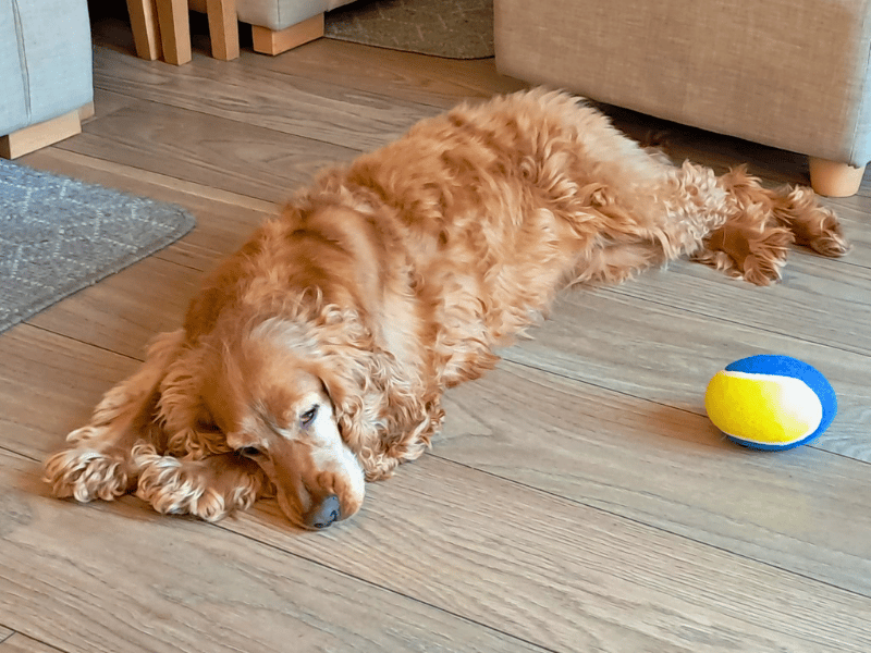 Lady | Spaniel (Cocker) | Dundee - 6