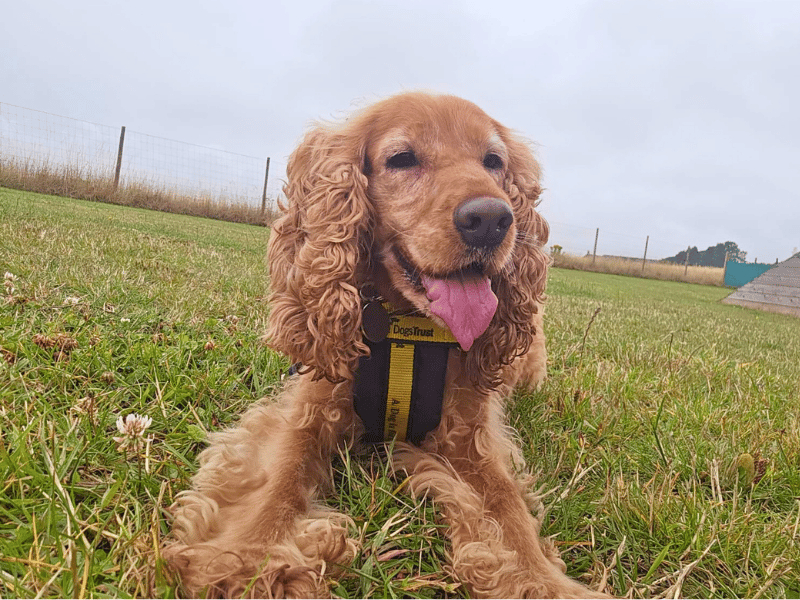 Lady | Spaniel (Cocker) | Dundee - 4