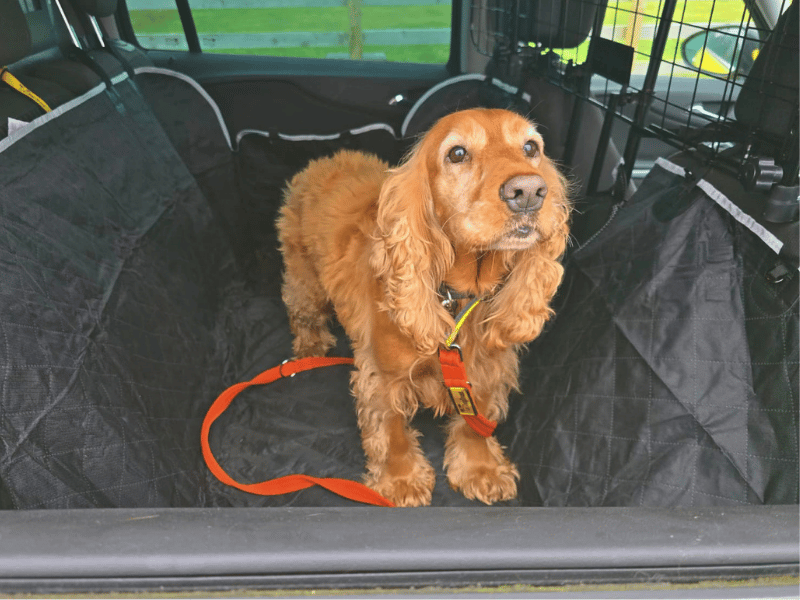 Lady | Spaniel (Cocker) | Dundee - 3