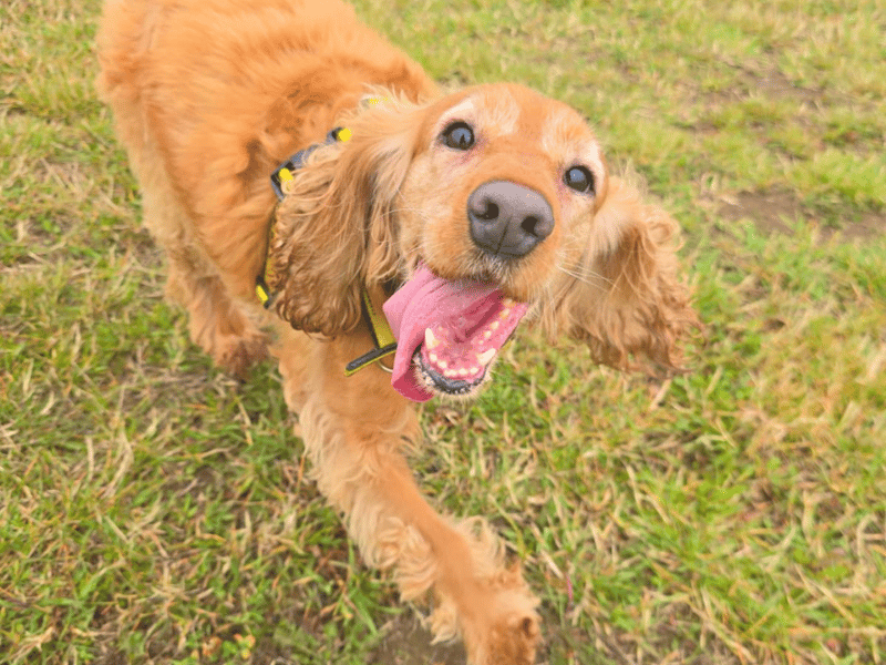 Lady | Spaniel (Cocker) | Dundee - 1
