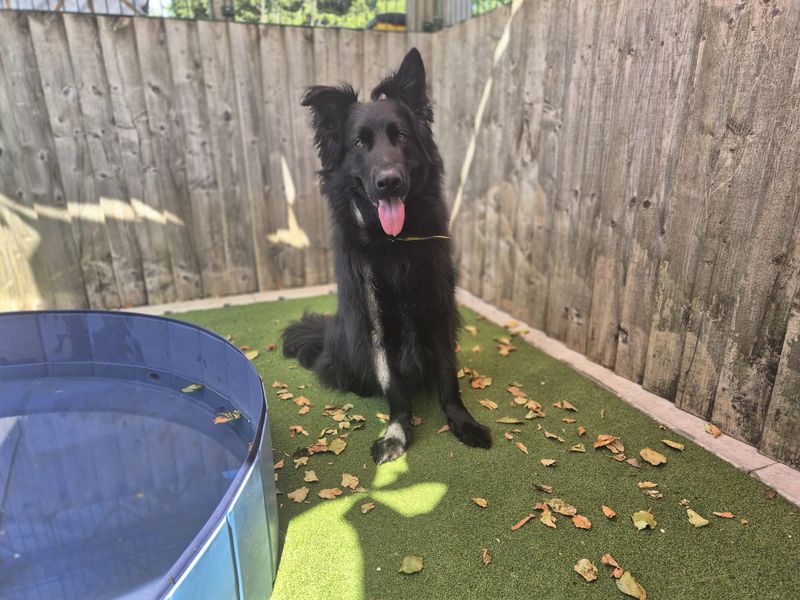 Kai | German Shepherd Dog | Cardiff - 5
