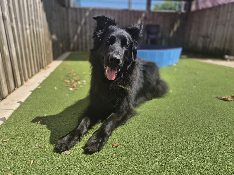 Kai | German Shepherd Dog | Cardiff - 3