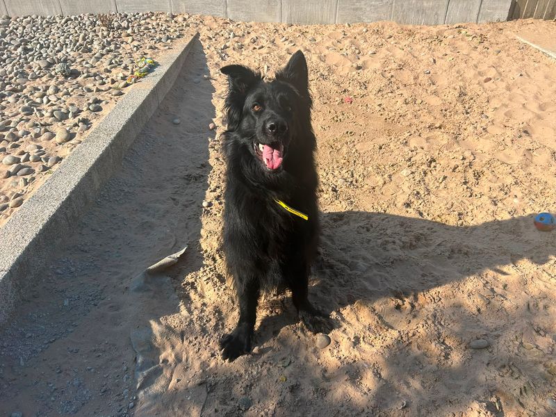 Kai | German Shepherd Dog | Cardiff - 4