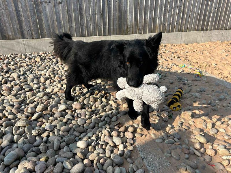 Kai | German Shepherd Dog | Cardiff - 2