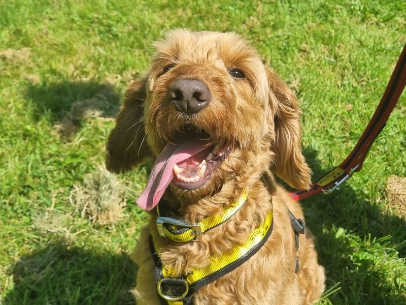 Ned | Poodle (Miniature) Cross | Ilfracombe - 3