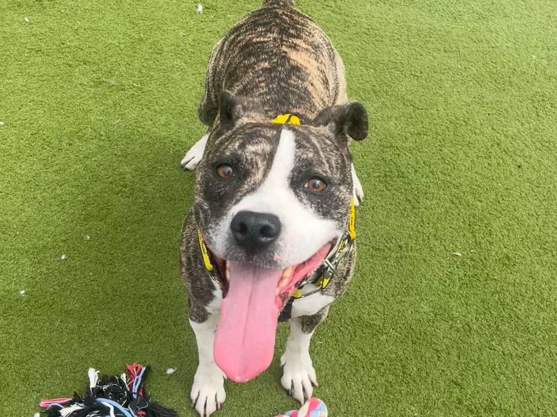 Jackson | Terrier (American Staffordshire) | Snetterton (Norfolk) - 3