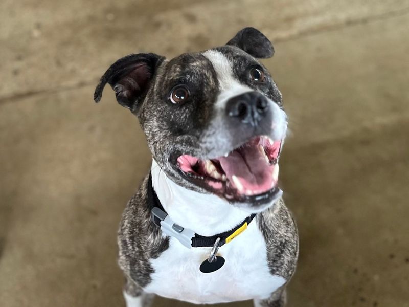 Jackson | Terrier (American Staffordshire) | Snetterton (Norfolk) - 1