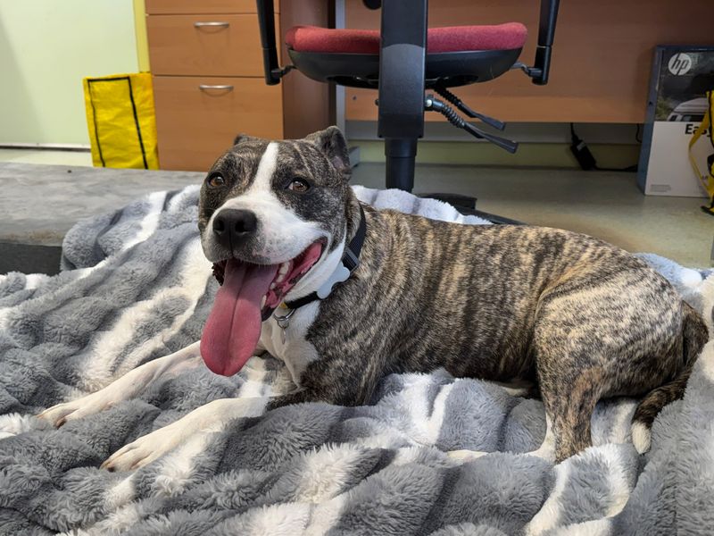 Jackson | Terrier (American Staffordshire) | Snetterton (Norfolk) - 2