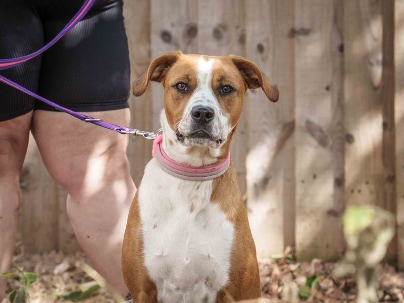 Perdy | Dalmatian Cross | Loughborough - 1