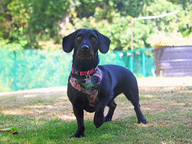 Trixie | Dachshund (Miniature Smooth Haired) Cross | Merseyside (Liverpool) - 2