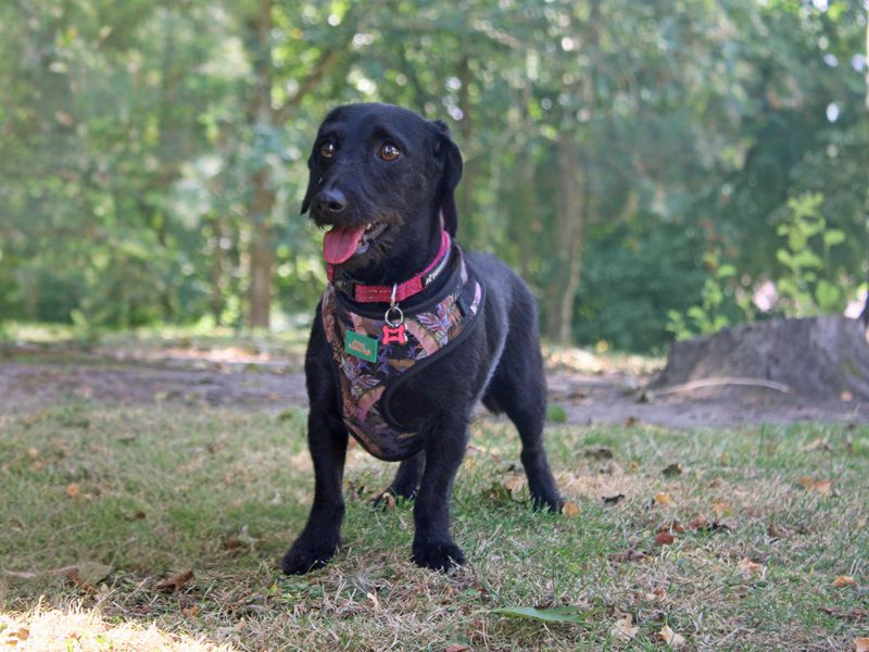 Trixie | Dachshund (Miniature Smooth Haired) Cross | Merseyside (Liverpool) - 3
