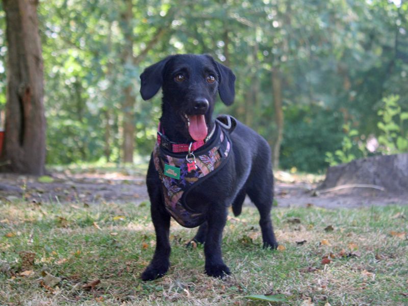 Trixie | Dachshund (Miniature Smooth Haired) Cross | Merseyside (Liverpool) - 4