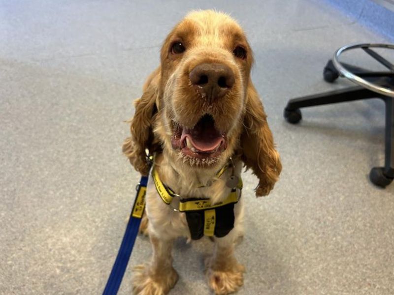 Cocker Spaniel Dogs And Puppies For Adoption