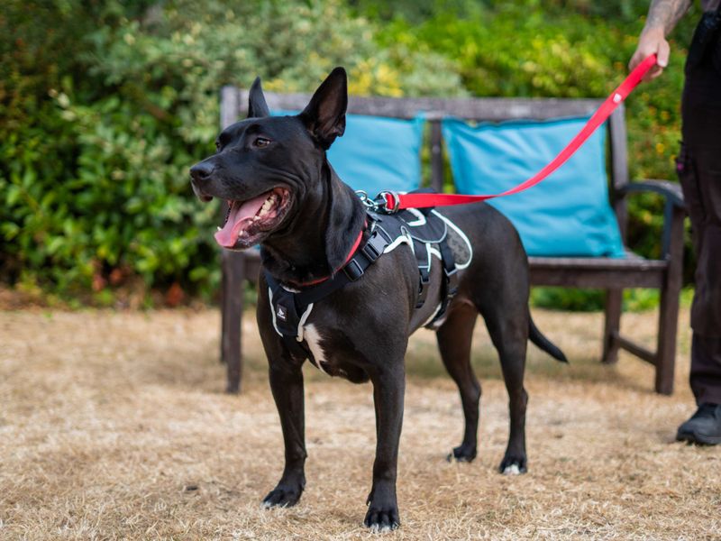 Koda | Unlisted | Newbury (Berkshire) - 7