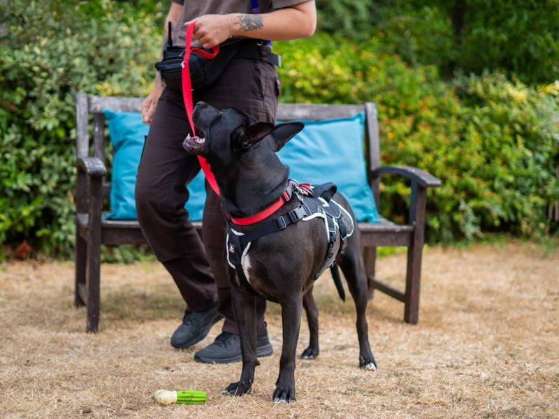 Koda | Unlisted | Newbury (Berkshire) - 4
