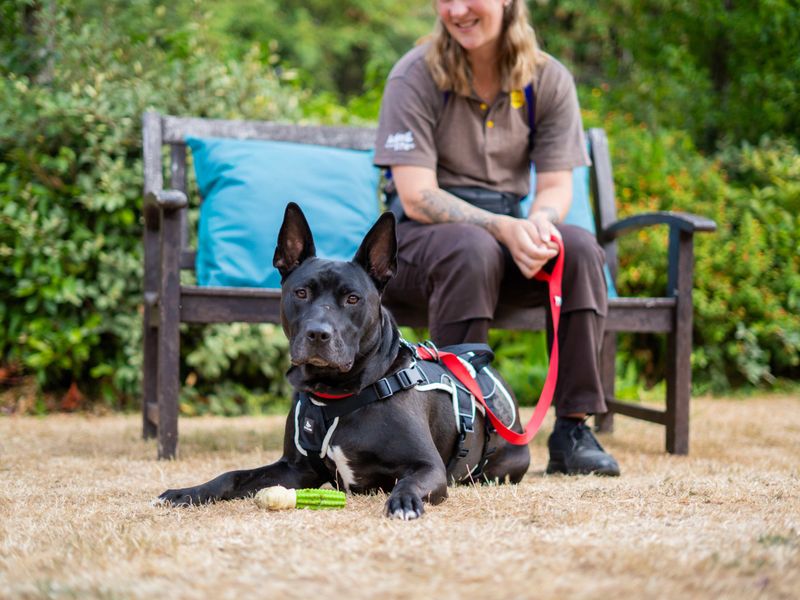 German Shepherd Dogs And Puppies For Adoption
