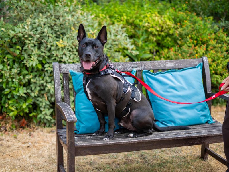 Koda | Unlisted | Newbury (Berkshire) - 3