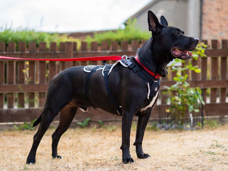 Koda | Unlisted | Newbury (Berkshire) - 5