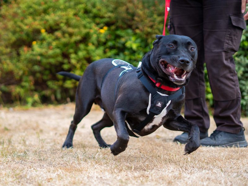 Koda | Unlisted | Newbury (Berkshire) - 2