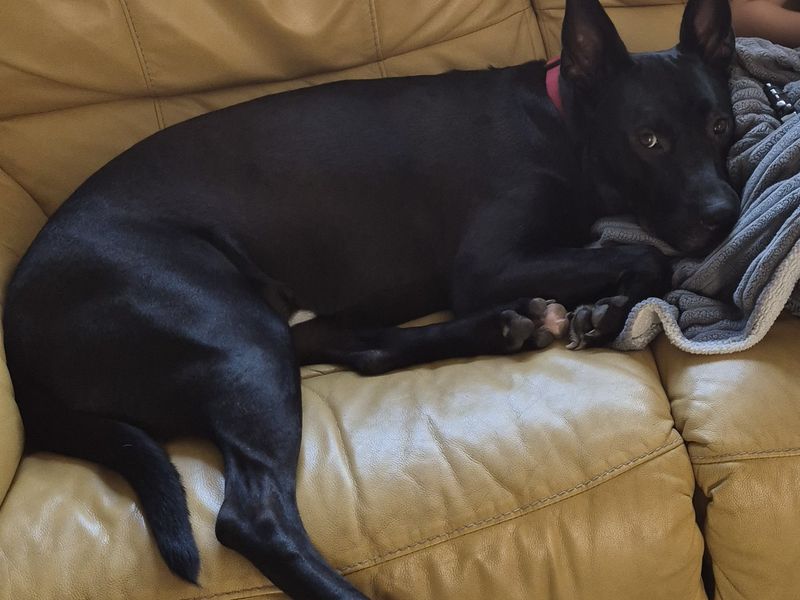 Koda | Terrier (Staffordshire Bull) Cross | Newbury (Berkshire) - 2