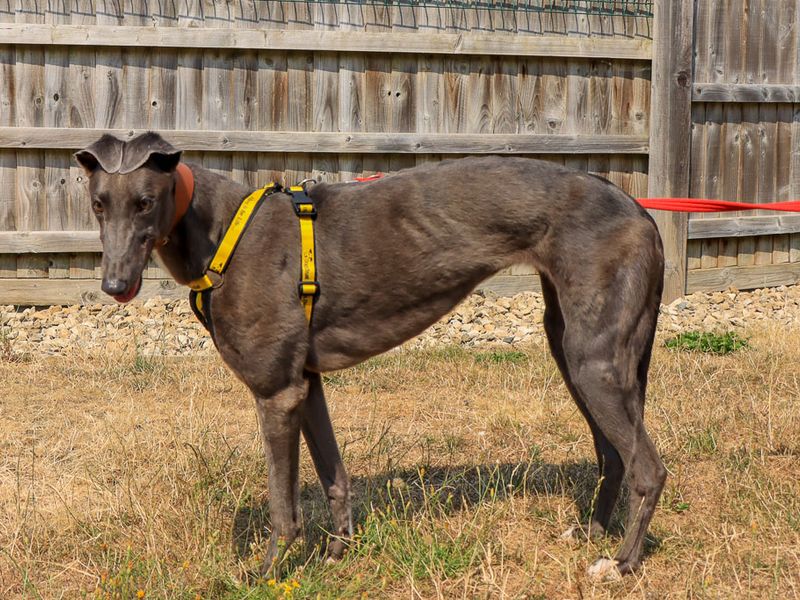 Tia | Greyhound | Evesham (Worcestershire) - 2