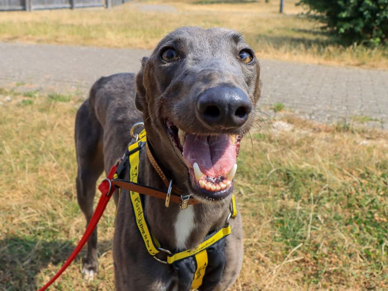 Tia | Greyhound | Evesham (Worcestershire) - 4
