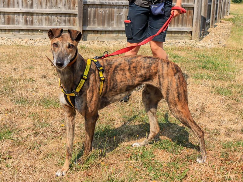 Koda | Greyhound | Evesham (Worcestershire) - 3