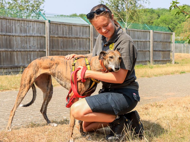 Greyhound Dogs And Puppies For Adoption