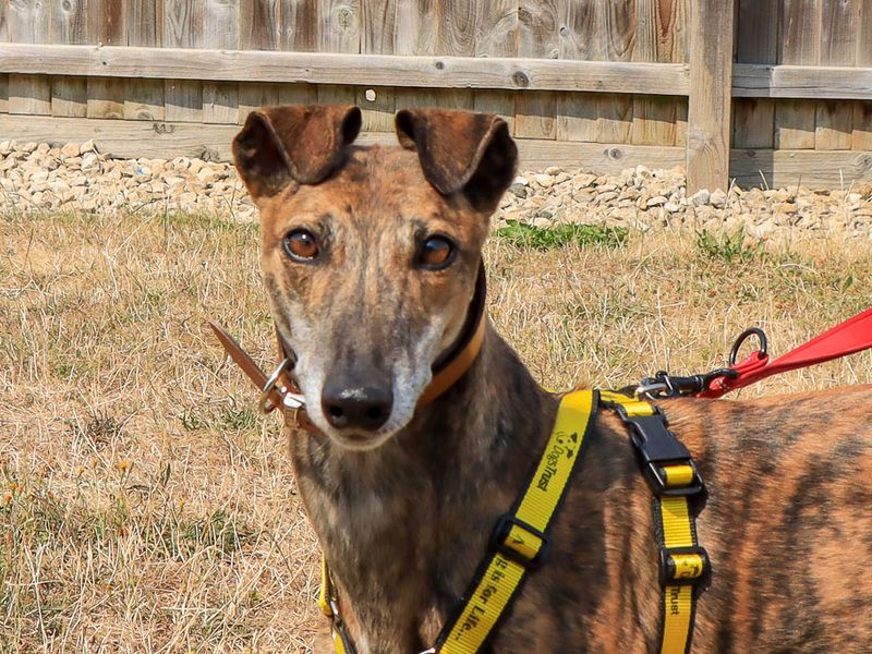 Koda | Greyhound | Evesham (Worcestershire) - 1