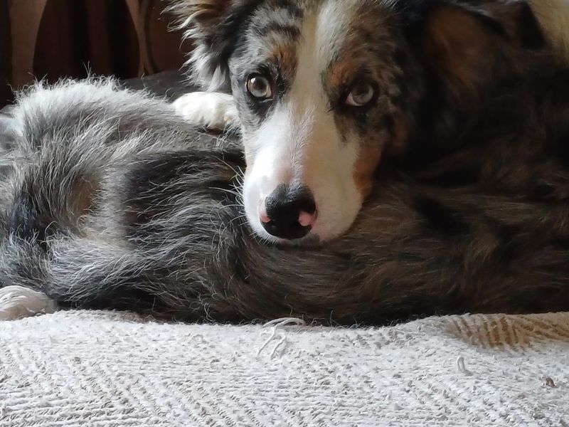 Charlie | Australian Shepherd | Bridgend (Wales) - 3