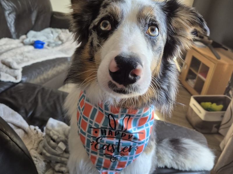Charlie | Australian Shepherd | Bridgend (Wales) - 1