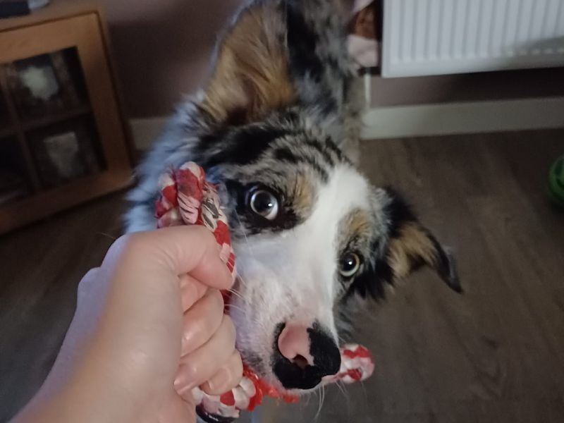 Charlie | Australian Shepherd | Bridgend (Wales) - 4