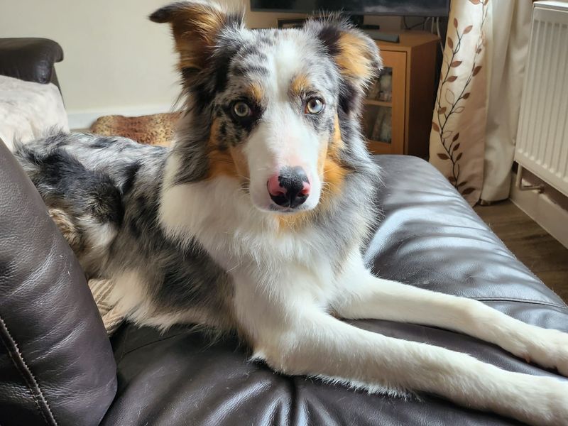 Charlie | Australian Shepherd | Bridgend (Wales) - 2