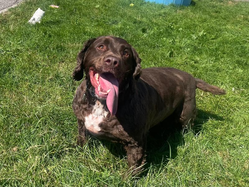 Alfie | Spaniel (Cocker) Cross | Bridgend (Wales) - 1
