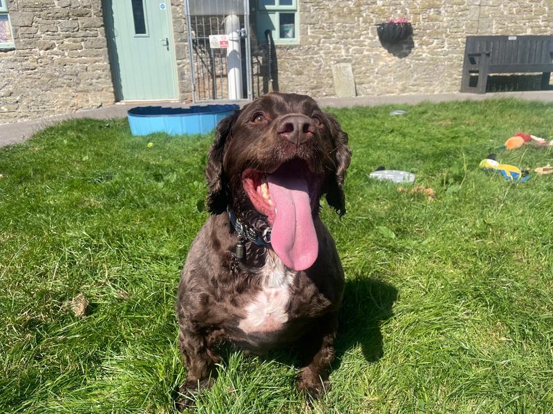 Alfie | Spaniel (Cocker) Cross | Bridgend (Wales) - 2