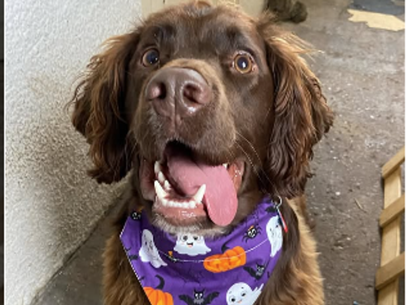 Alfie | Spaniel (Cocker) Cross | Bridgend (Wales) - 3