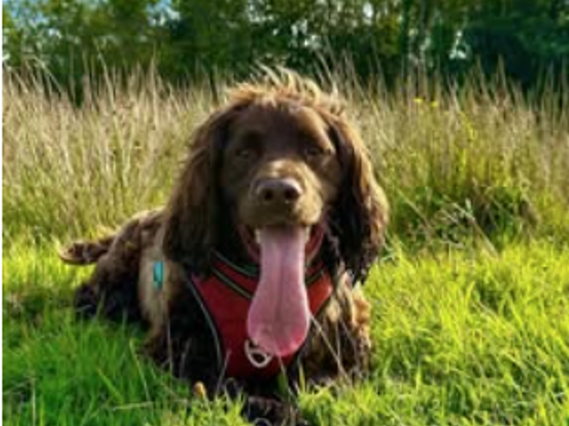 Alfie | Spaniel (Cocker) Cross | Bridgend (Wales) - 5