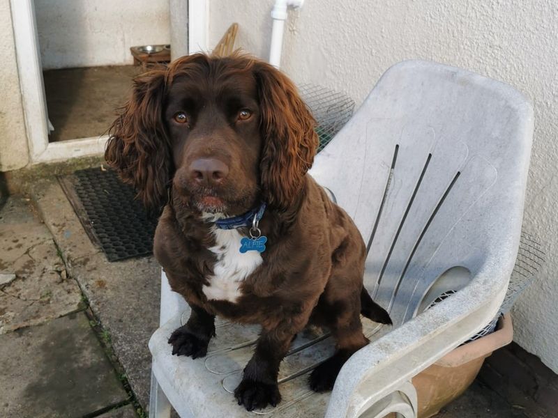 Alfie | Spaniel (Cocker) Cross | Bridgend (Wales) - 4