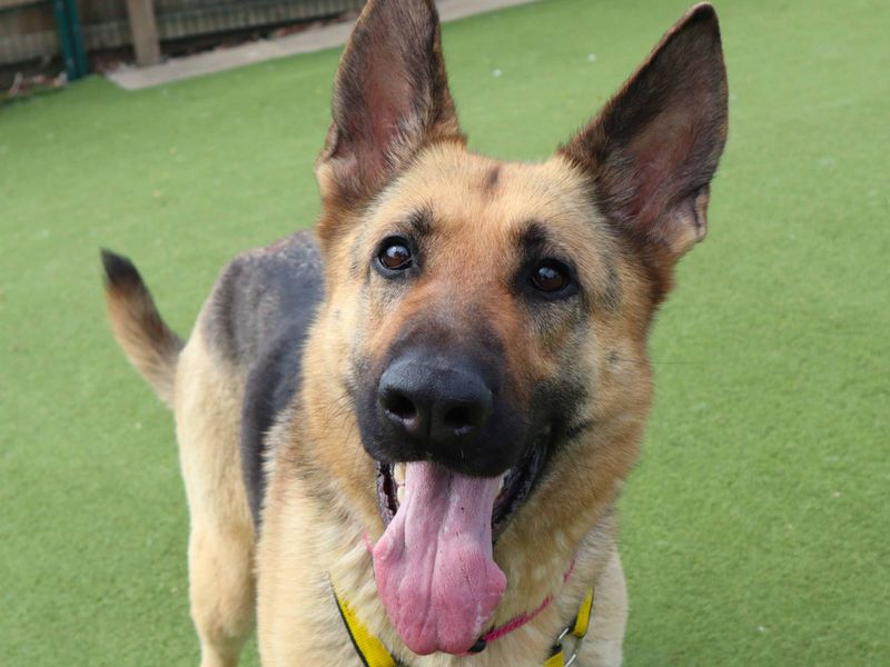 Sasha | German Shepherd Dog | Harefield West London - 4